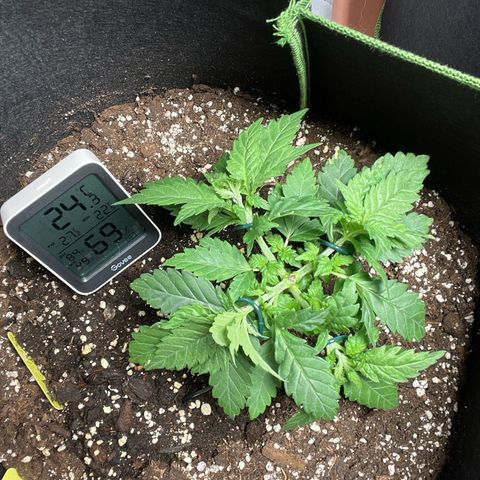 Tree A growlog photo: LST with proper garden wire. 