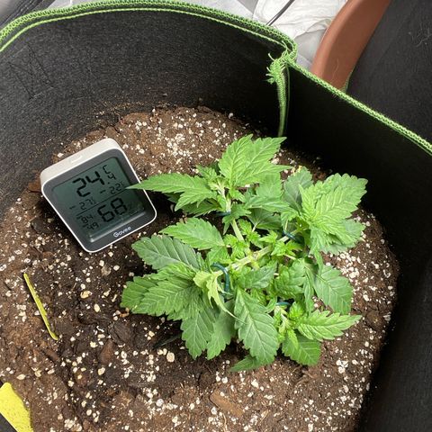 Tree A growlog timeline photo