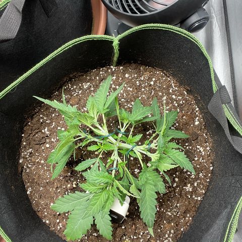 Tree B growlog timeline photo