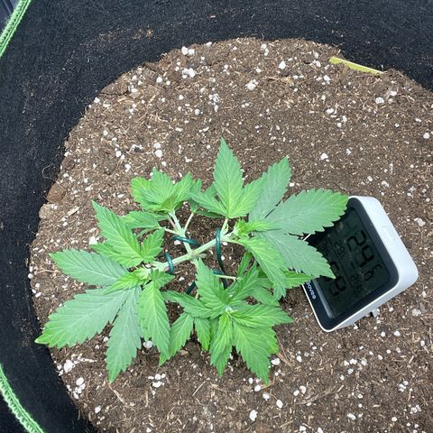Taproot growlog timeline photo