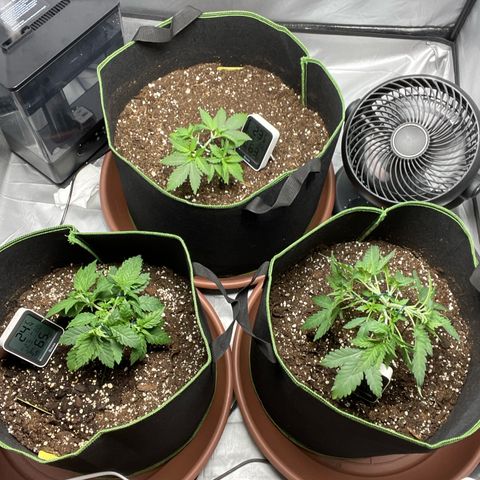 Taproot growlog photo: LST with garden wire. 