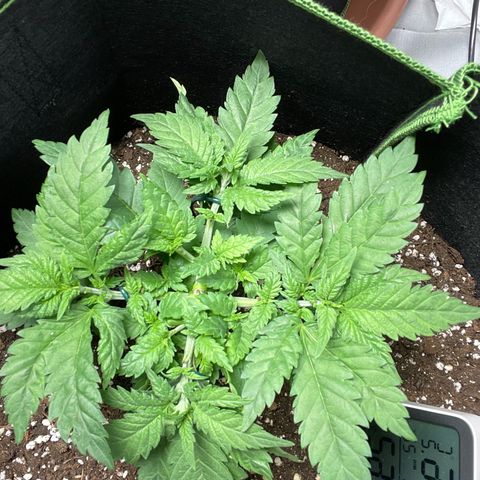 Tree A growlog photo: Topped and adjust LST 