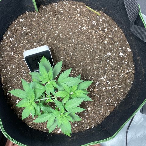 Tree A growlog photo: Topped and adjust LST 