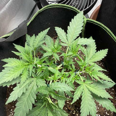 Tree A growlog photo: Topped and adjust LST 