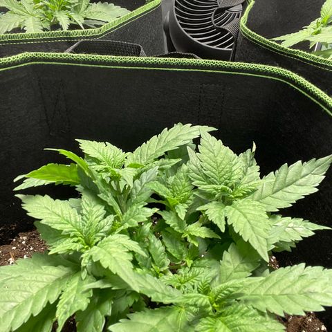 Tree A growlog photo: Topped and adjust LST 