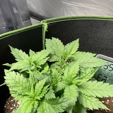 Tree A growlog photo: Topped and adjust LST 