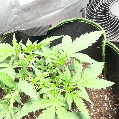 Tree A growlog photo: Topped and adjust LST 