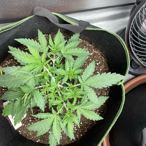 Tree A growlog photo: Topped and adjust LST 