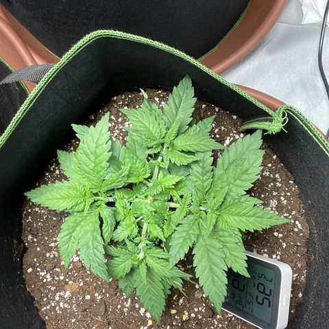 Tree A growlog photo: Topped and adjust LST 