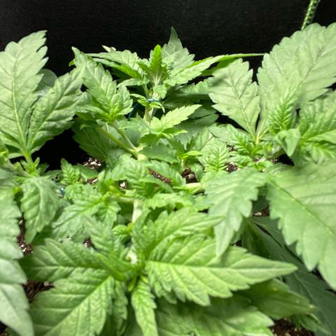Tree A growlog photo: Topped and adjust LST 