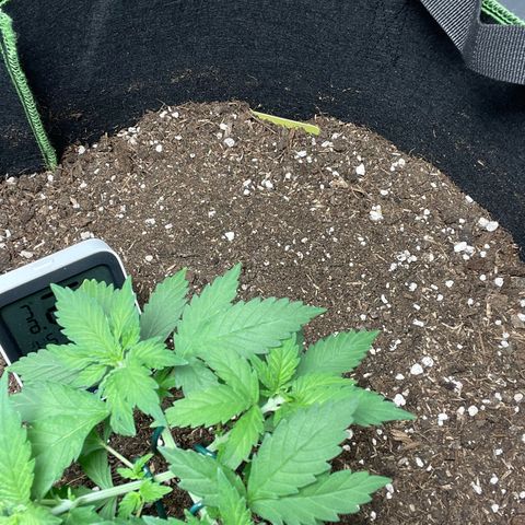 Tree A growlog photo: Topped and adjust LST 