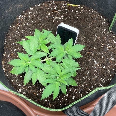 Taproot growlog timeline photo