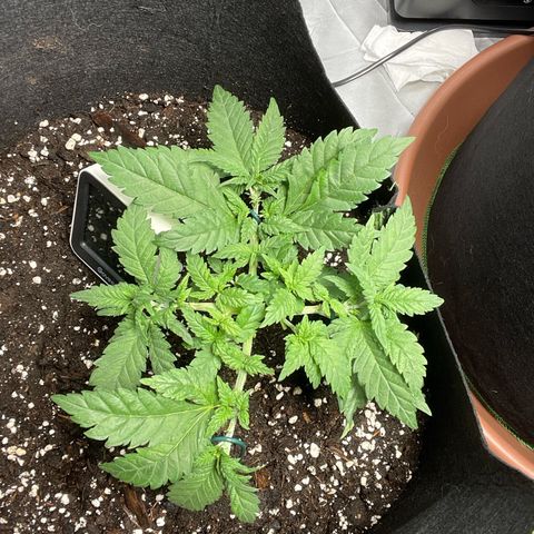 Tree A growlog photo: LST and some topping