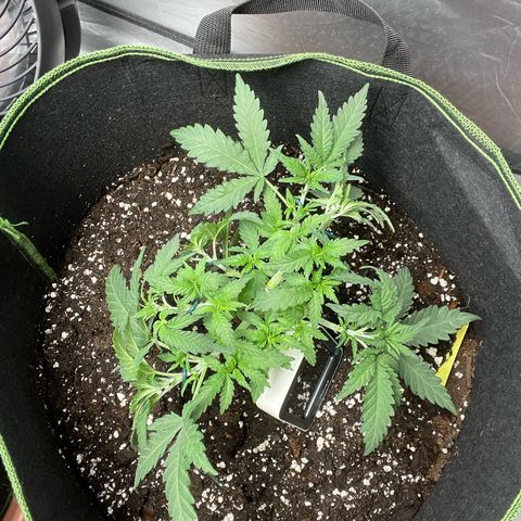 Tree B growlog photo: LST and some topping
