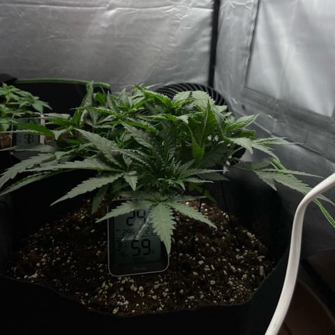 Tree B growlog timeline photo