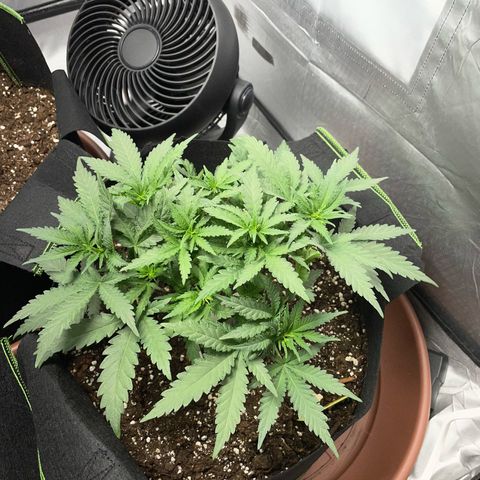 Tree B growlog timeline photo