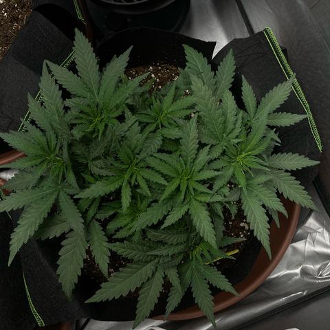 Tree B growlog timeline photo