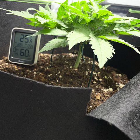 Tree A growlog timeline photo