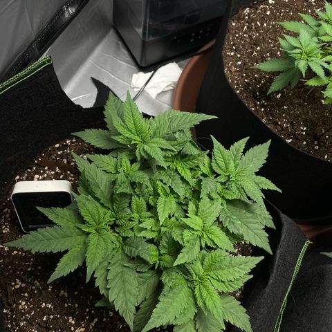 Tree A growlog timeline photo