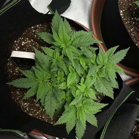 Tree A growlog timeline photo
