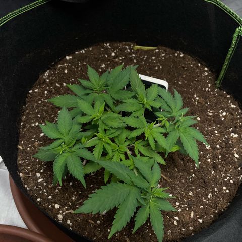 Taproot growlog timeline photo