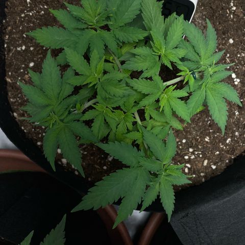 Taproot growlog timeline photo