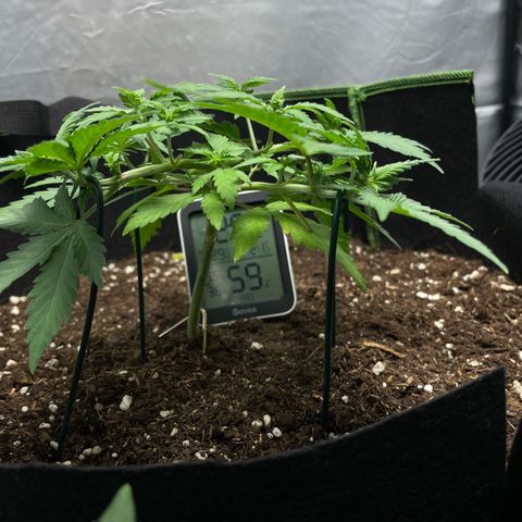 Taproot growlog timeline photo
