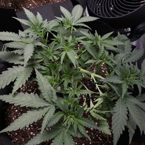 Tree B growlog timeline photo