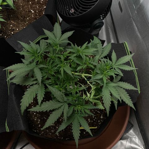 Tree B growlog timeline photo
