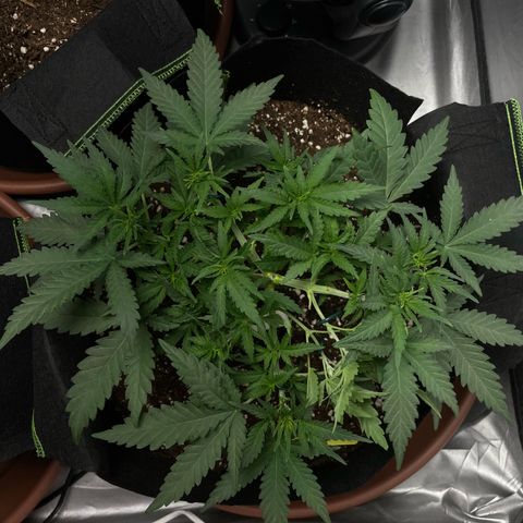 Tree B growlog timeline photo