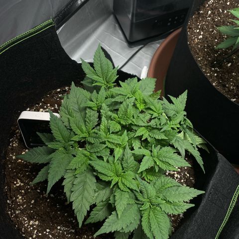 Tree A growlog timeline photo