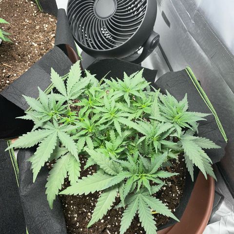 Tree B growlog timeline photo