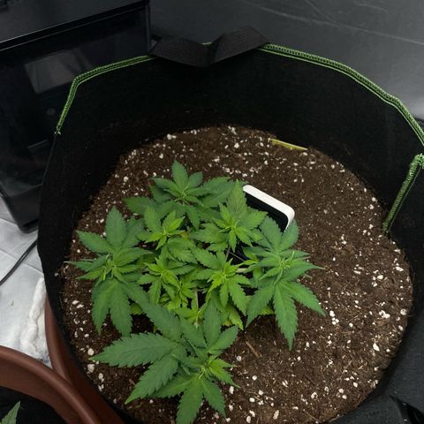 Taproot growlog timeline photo