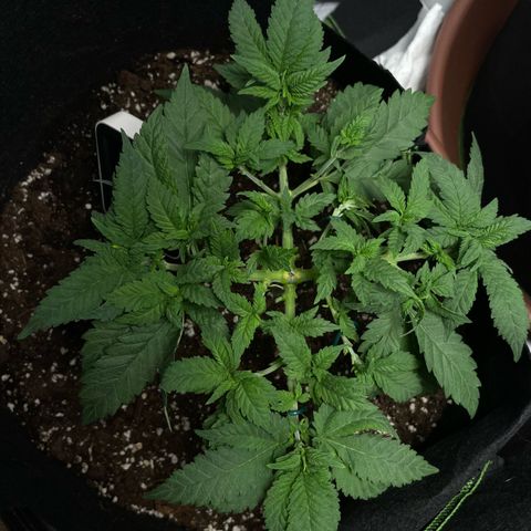 Tree A growlog photo: Defoiliate 