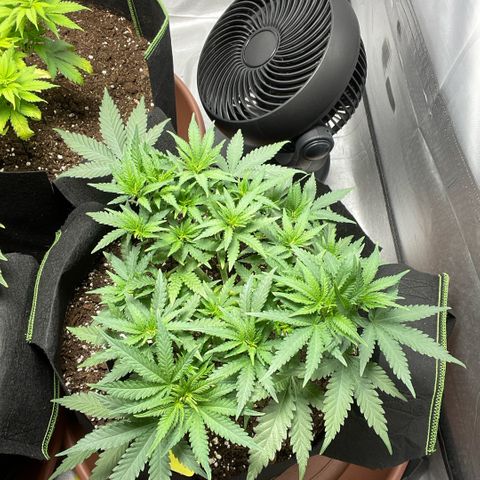Tree B growlog timeline photo