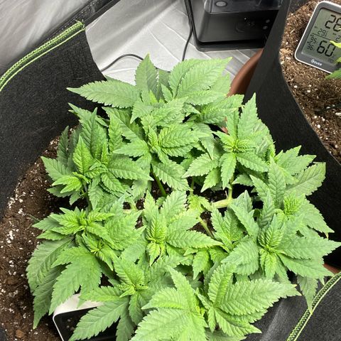 Tree A growlog timeline photo