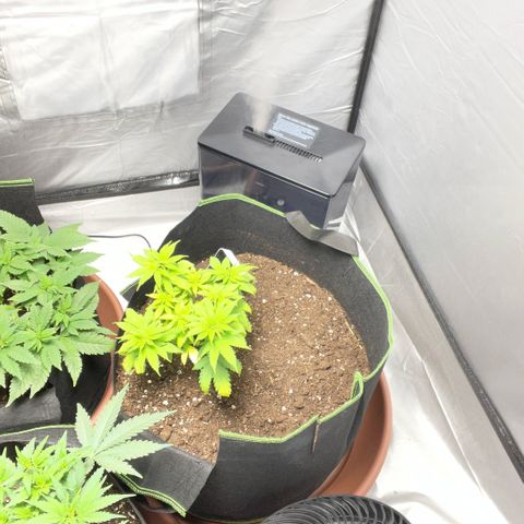 Taproot growlog timeline photo