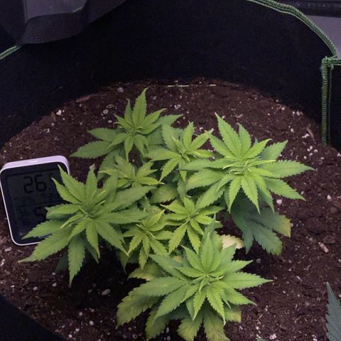 Taproot growlog timeline photo