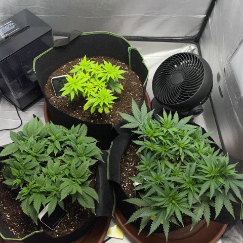 Taproot growlog timeline photo