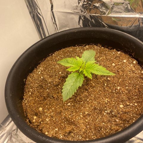 Bubba Kush growlog timeline photo
