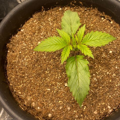 Bubba Kush growlog timeline photo