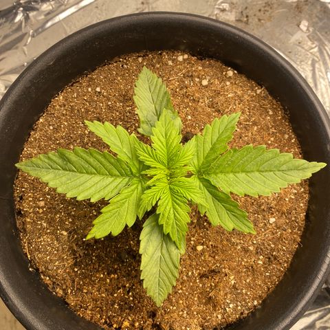 Bubba Kush growlog timeline photo