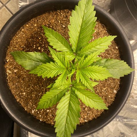 Bubba Kush growlog timeline photo