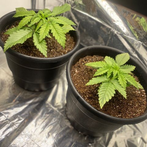 Bubba Kush growlog timeline photo