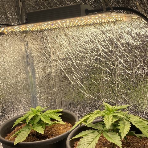 Bubba Kush growlog timeline photo