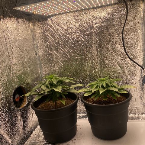 Bubba Kush growlog timeline photo
