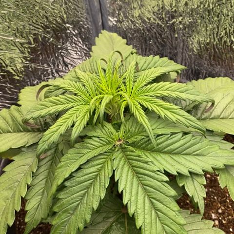 Bubba Kush growlog timeline photo