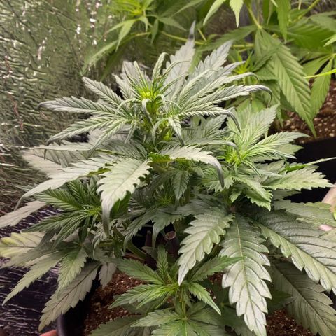 Bubba Kush growlog timeline photo