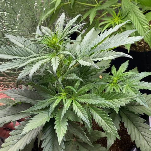 Bubba Kush growlog timeline photo