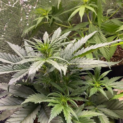 Bubba Kush growlog timeline photo